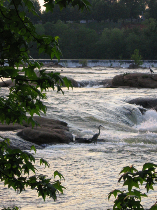 Herons beside Belle Isle on the James River